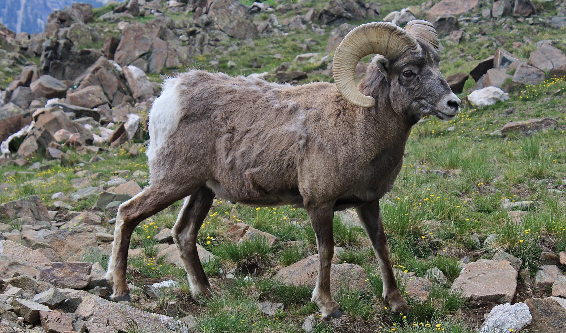 Bighorn sheep facts, distribution & population BioDB